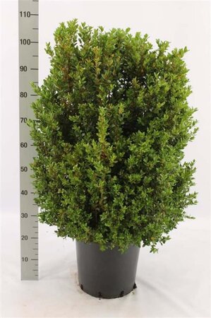 Buxus sempervirens 80-100 cm met kluit struik - afbeelding 1