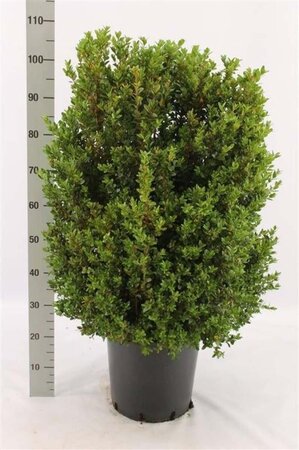 Buxus sempervirens 80-100 cm met kluit struik - afbeelding 2