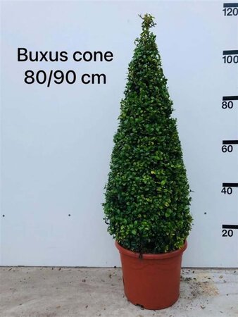 Buxus sempervirens 80-90 cm met kluit kegel - afbeelding 2