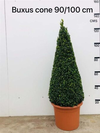 Buxus sempervirens 90-100 cm met kluit kegel - afbeelding 4