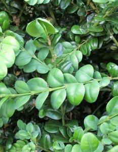 Buxus sem. 'Rotundifolia' 80-100 cm met kluit - afbeelding 1