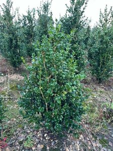 Buxus sem. 'Rotundifolia' 80-100 cm met kluit - afbeelding 3