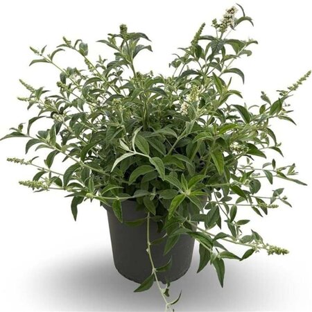 Buddleja White Chip 50-60 cm cont. 12L