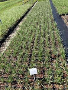 Calamagrostis acut. 'Overdam' geen maat specificatie cont. 2,0L - afbeelding 3