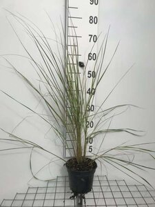 Calamagrostis acut. 'Overdam' geen maat specificatie cont. 2,0L - afbeelding 5