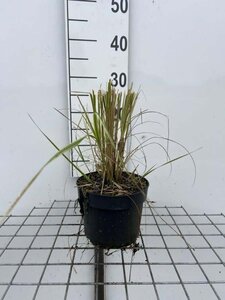 Calamagrostis acut. 'Overdam' geen maat specificatie cont. 2,0L - afbeelding 6