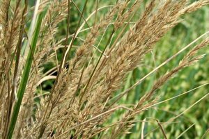 Calamagrostis acut. 'Overdam' geen maat specificatie cont. 2,0L - afbeelding 1