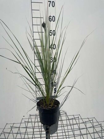 Calamagrostis acut. 'Overdam' geen maat specificatie cont. 2,0L - afbeelding 7