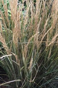 Calamagrostis acut. 'Overdam' geen maat specificatie cont. 2,0L - afbeelding 2