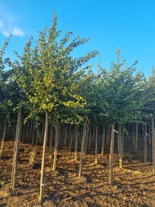 Carpinus betulus 20-25 Hoogstam draadkluit 3 X verplant - afbeelding 1