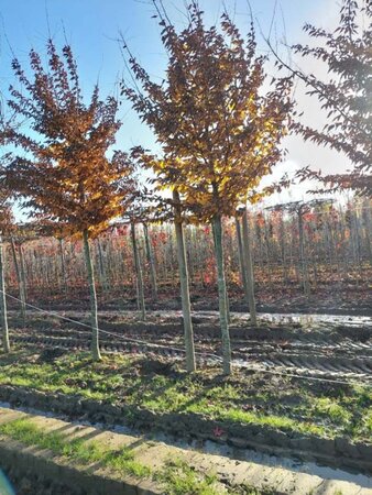 Carpinus betulus 20-25 Hoogstam draadkluit 3 X verplant - afbeelding 2