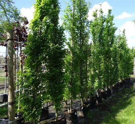 Carpinus bet. 'Fastigiata' 12-14 Hoogstam draadkluit 2 X verplant - afbeelding 1