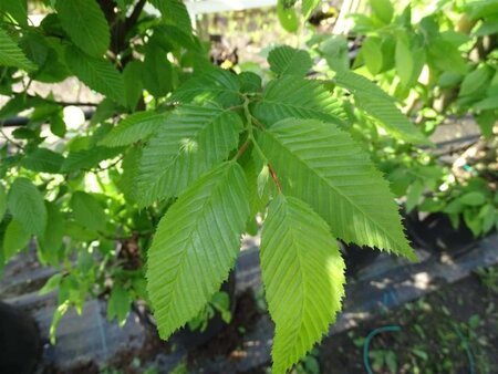 Carpinus bet. 'Fastigiata' 12-14 Hoogstam draadkluit 2 X verplant - afbeelding 2