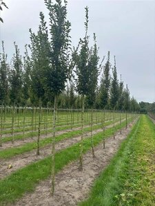 Carpinus bet. 'Fastigiata' 18-20 Hoogstam draadkluit 3 X verplant - afbeelding 2