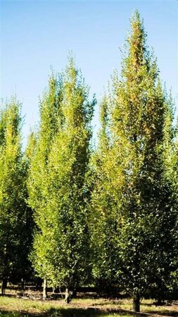 Carpinus bet. 'Fastigiata' 25-30 cm draadkluit geveerd - afbeelding 1