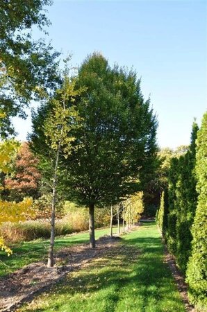 Carpinus bet. 'Fastigiata' 25-30 cm draadkluit geveerd - afbeelding 2