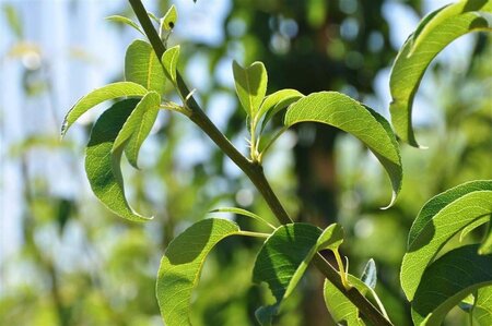 Carpinus bet. 'Fastigiata' 25-30 cm draadkluit geveerd - afbeelding 3