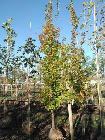 Carpinus bet. 'Frans Fontaine' 12-14 cm draadkluit geveerd 2 X verplant - afbeelding 2