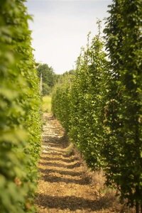 Carpinus bet. 'Frans Fontaine' 14-16 cm draadkluit geveerd 3 X verplant - afbeelding 1