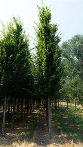 Carpinus bet. 'Frans Fontaine' 14-16 cm draadkluit geveerd 3 X verplant - afbeelding 3