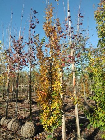 Carpinus bet. 'Frans Fontaine' 14-16 cm draadkluit geveerd 3 X verplant - afbeelding 5