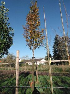 Carpinus bet. 'Frans Fontaine' 14-16 Hoogstam draadkluit 3 X verplant - afbeelding 2