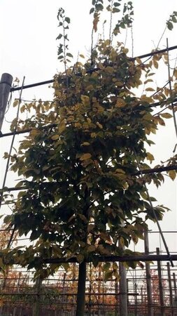 Carpinus bet. 'Frans Fontaine' 25-30 Hoogstam draadkluit 4 X verplant - afbeelding 4