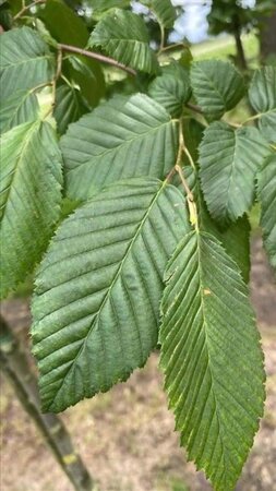 Carpinus bet. 'Lucas' 10-12 Hoogstam draadkluit - afbeelding 1