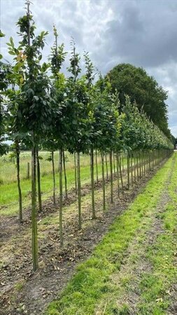 Carpinus bet. 'Lucas' 10-12 Hoogstam draadkluit - afbeelding 3