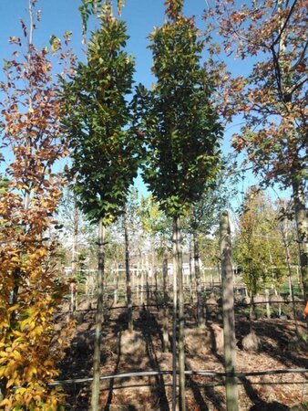 Carpinus bet. 'Lucas' 14-16 Hoogstam draadkluit 3 X verplant - afbeelding 1