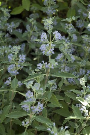 Caryopteris cland. 'Heavenly Blue' 30-40 cm cont. 2,0L - afbeelding 1