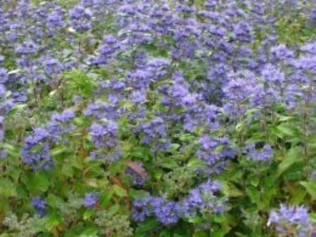 Caryopteris cland. 'Heavenly Blue' 30-40 cm cont. 2,0L - afbeelding 12