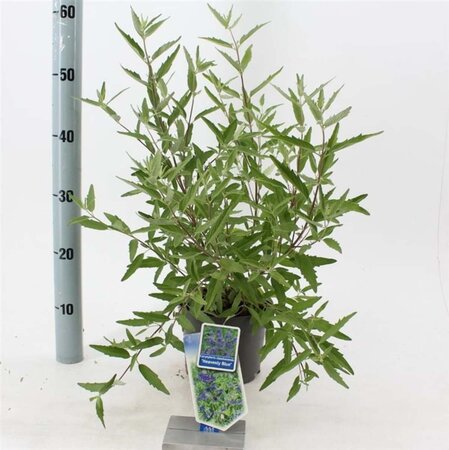 Caryopteris cland. 'Heavenly Blue' 30-40 cm cont. 2,0L - afbeelding 9