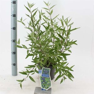 Caryopteris cland. 'Heavenly Blue' 30-40 cm cont. 2,0L - afbeelding 9