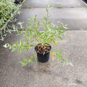 Caryopteris cland. 'Heavenly Blue' 30-40 cm cont. 2,0L - afbeelding 10