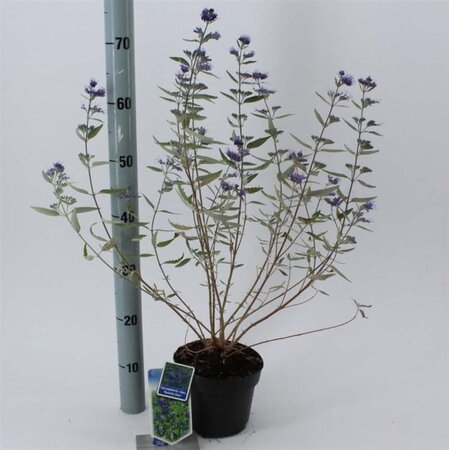 Caryopteris cland. 'Heavenly Blue' 30-40 cm cont. 2,0L - afbeelding 5