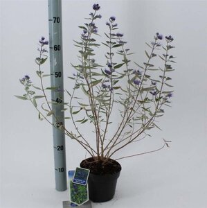 Caryopteris cland. 'Heavenly Blue' 30-40 cm cont. 2,0L - afbeelding 5