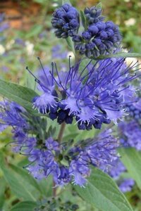 Caryopteris cland. 'Heavenly Blue' 30-40 cm cont. 2,0L - afbeelding 11