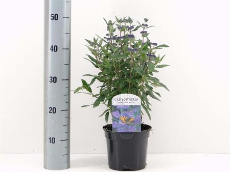 Caryopteris cland. 'Heavenly Blue' 30-40 cm cont. 2,0L - afbeelding 13