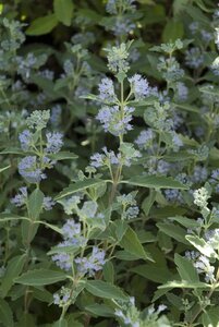 Caryopteris cland. 'Heavenly Blue' 80-100 cm container - afbeelding 1