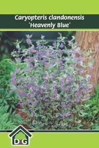 Caryopteris cland. 'Heavenly Blue' geen maat specificatie cont. 3,0L - afbeelding 2