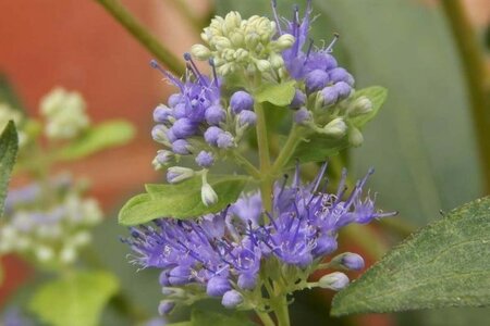 Caryopteris cland. 'Worcester Gold' 30-40 cm cont. 3,0L - afbeelding 4