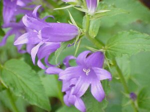 Campanula latifolia geen maat specificatie 0,55L/P9cm