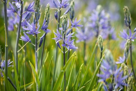 Camassia leichtlinii geen maat specificatie cont. 1,5L - afbeelding 1