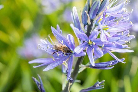 Camassia leichtlinii geen maat specificatie cont. 1,5L - afbeelding 2