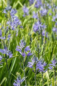 Camassia leichtlinii geen maat specificatie cont. 1,5L - afbeelding 3