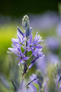 Camassia leichtlinii geen maat specificatie cont. 1,5L - afbeelding 4