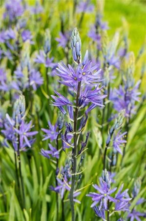 Camassia leichtlinii 'Caerulea' geen maat specificatie 0,55L/P9cm - afbeelding 1