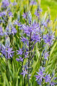 Camassia leichtlinii 'Caerulea' geen maat specificatie 0,55L/P9cm - afbeelding 1