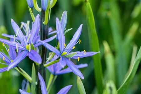 Camassia leichtlinii 'Caerulea' geen maat specificatie 0,55L/P9cm - afbeelding 2